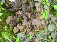 Peltigera neopolydactyla image