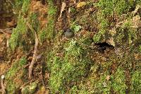 Psilocybe neoxalapensis image