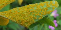 Puccinia oxalidis image