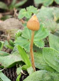 Psilocybe mexicana image