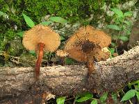 Lentinus velutinus image