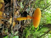 Amanita jacksonii image