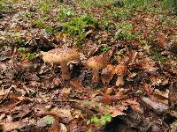 Amanita amerirubescens image