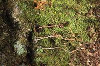 Psilocybe neoxalapensis image