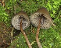 Psilocybe neoxalapensis image