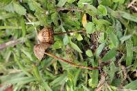 Psilocybe mexicana image