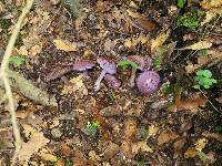 Cortinarius aggregatus image