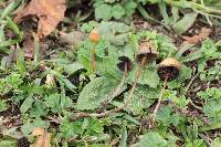 Psilocybe mexicana image