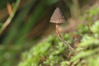 Psilocybe neoxalapensis image
