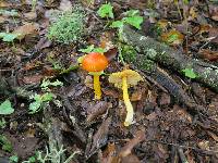 Amanita flavoconia image