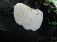 Hericium erinaceus image