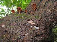 Pholiota granulosa image