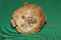 Amanita tuza image
