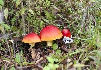 Amanita jacksonii image