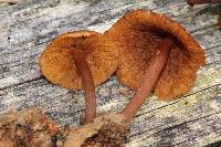 Gymnopilus picreus image