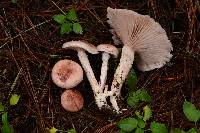 Hygrophorus russula image