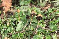 Psilocybe mexicana image