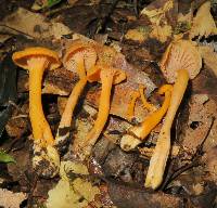 Cantharellus ignicolor image