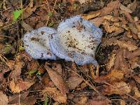 Lactarius indigo image