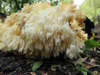 Hericium coralloides image