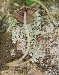 Coprinellus disseminatus image