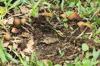 Psilocybe subtropicalis image