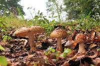 Amanita amerirubescens image