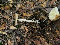 Amanita pantherina image