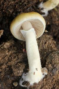 Psilocybe cubensis image