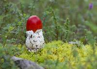 Amanita jacksonii image