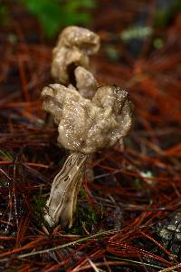 Helvella lacunosa image