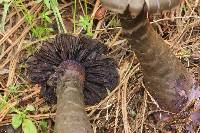 Cortinarius violaceus image