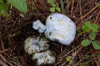 Lactarius indigo image