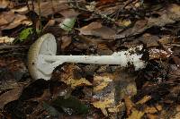 Amanita arocheae image