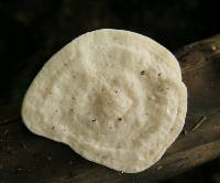 Tyromyces chioneus image