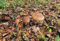 Amanita amerirubescens image