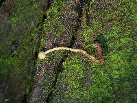 Ophiocordyceps gracilioides image