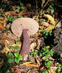 Tylopilus plumbeoviolaceus image