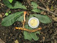 Ophiocordyceps gracilioides image