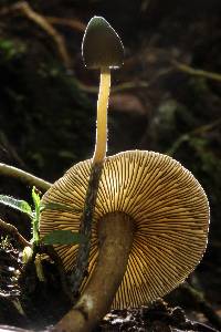 Psilocybe neoxalapensis image