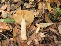 Russula foetens image