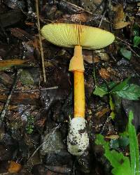 Amanita jacksonii image