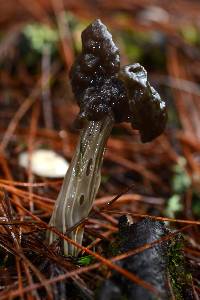 Helvella lacunosa image