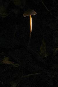 Psilocybe neoxalapensis image