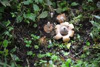 Geastrum saccatum image