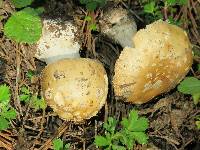 Amanita pantherina image