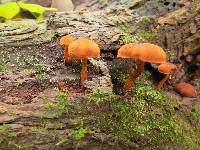 Pholiota granulosa image