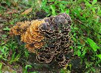 Trametes versicolor image