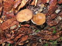 Lactarius lignyotus image