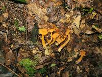 Cantharellus ignicolor image